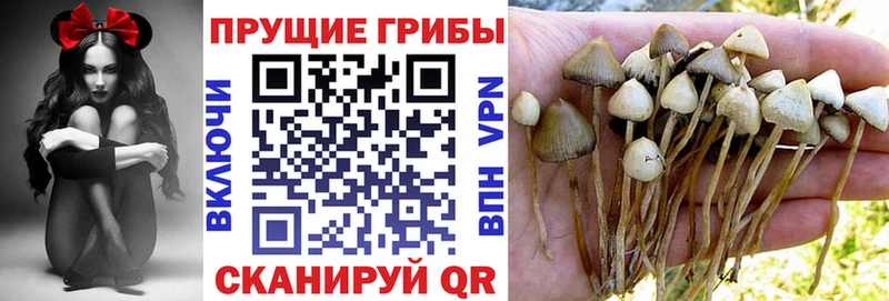 Купить Ленинск-Кузнецкий Псилоцибиновые грибы MAGIC MUSHROOMS